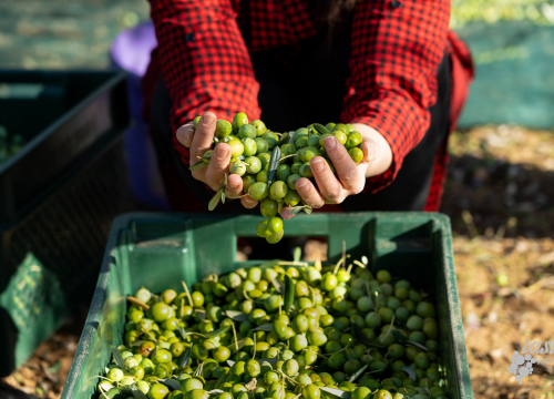 Ne propustite manifestaciju Taste Extra Vergine idući utorak u ABC-u Šibenik!