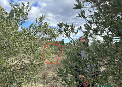 Fotografija 2 - Lovci im zapucali iznad glava dok su brali masline u Donjem Polju: 'Jedan me čak i odgurnuo s puškom!'