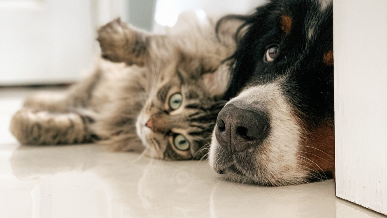 Podno grijanje troši manje i isplativo je, ali...