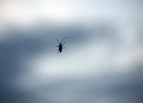 Prijatelji životinja: Biljno meso, a ne mljeveni kukci!