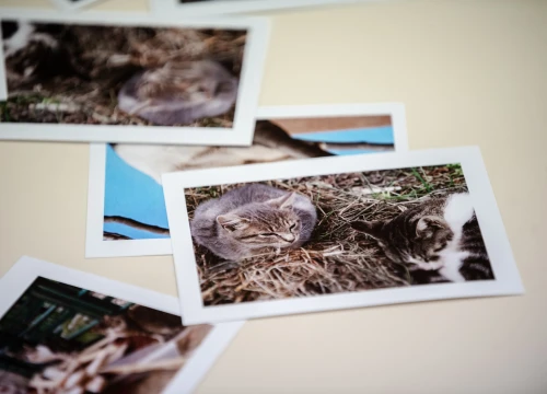 Fotografija 7 - U knjižnici otvorena izložba koju ljubitelji mačaka ne smiju propustiti