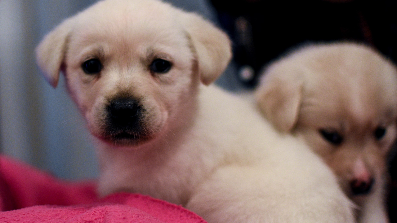 Pet načina na koje nam ljubimci pospješuju zdravlje