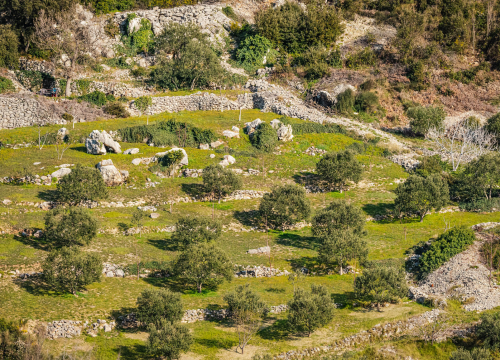 U Vodicama Mala škola maslinarstva - rezidba i cijepljenje