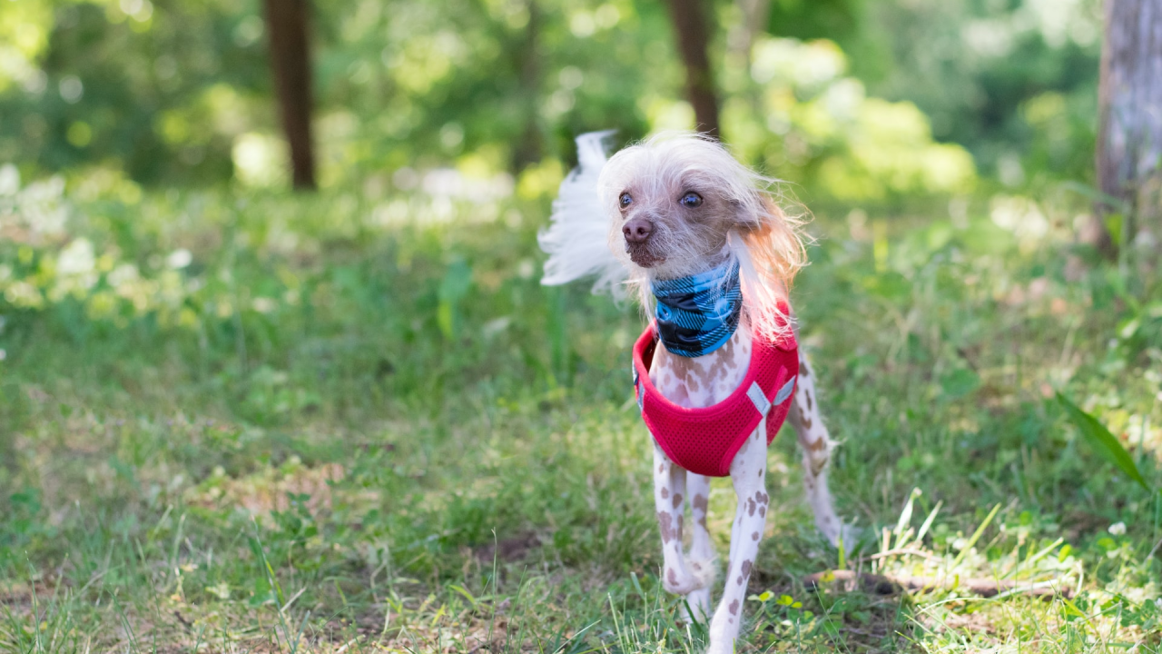 Otvorene prijave za izbor najružnijeg psa na svijetu za 2023. godinu!