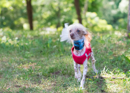 Otvorene prijave za izbor najružnijeg psa na svijetu za 2023. godinu!