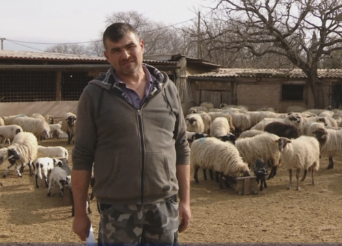 Turist je pastiru vuk, barem u šibenskom zaleđu otkako se grade kuće za odmor s bazenima
