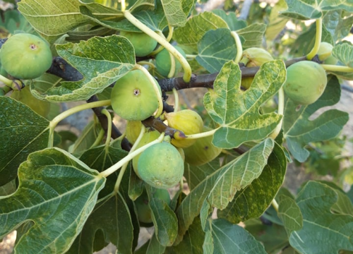 Fotografija 10 - Ivan Rak zajedno s obitelji bavi se uzgojem smokava: 'Nije lako biti poljoprivrednik, ali ne damo se'