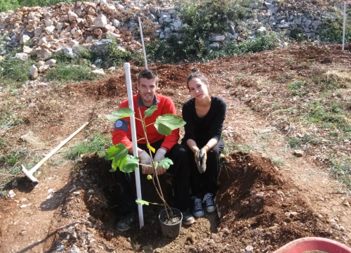 Fotografija 4 - Ivan Rak zajedno s obitelji bavi se uzgojem smokava: 'Nije lako biti poljoprivrednik, ali ne damo se'