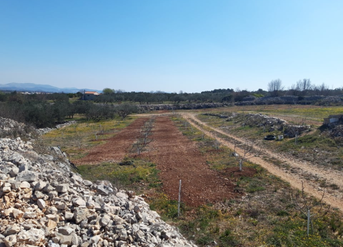 Fotografija 6 - Ivan Rak zajedno s obitelji bavi se uzgojem smokava: 'Nije lako biti poljoprivrednik, ali ne damo se'
