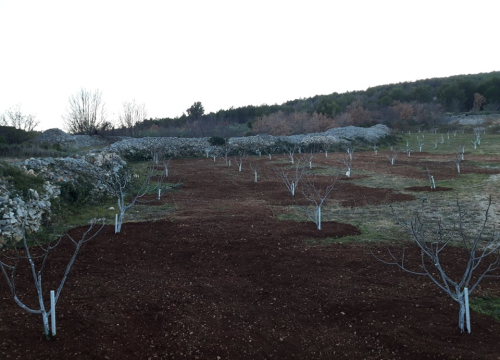 Fotografija 5 - Ivan Rak zajedno s obitelji bavi se uzgojem smokava: 'Nije lako biti poljoprivrednik, ali ne damo se'