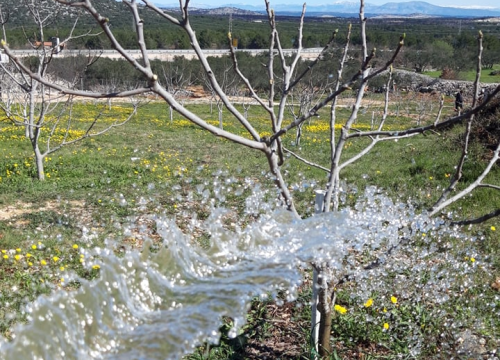 Fotografija 7 - Ivan Rak zajedno s obitelji bavi se uzgojem smokava: 'Nije lako biti poljoprivrednik, ali ne damo se'