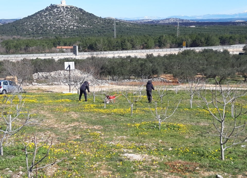 Fotografija 8 - Ivan Rak zajedno s obitelji bavi se uzgojem smokava: 'Nije lako biti poljoprivrednik, ali ne damo se'