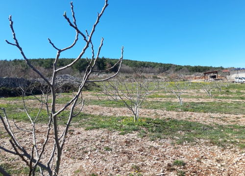 Fotografija 9 - Ivan Rak zajedno s obitelji bavi se uzgojem smokava: 'Nije lako biti poljoprivrednik, ali ne damo se'