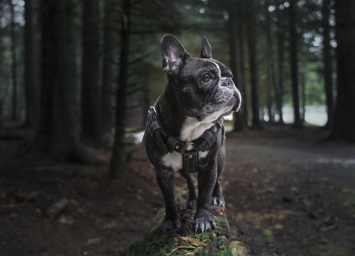 Francuski buldozi potisnuli labradore s trona najpopularnije pasmine