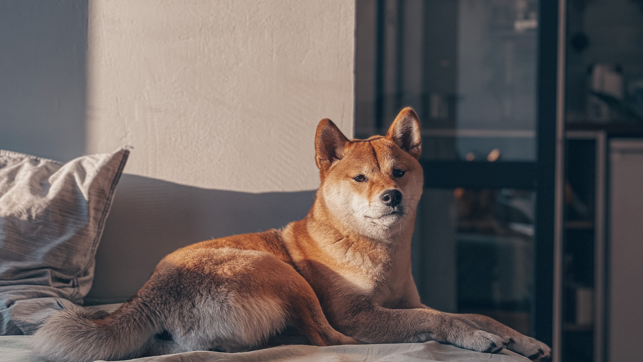 Deset pasmina s najjačim zaštitničkim instinktom prema vlasniku