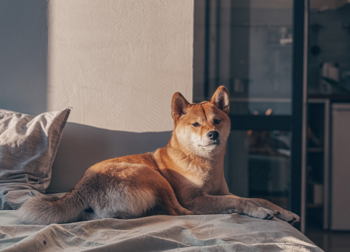 Deset pasmina s najjačim zaštitničkim instinktom prema vlasniku