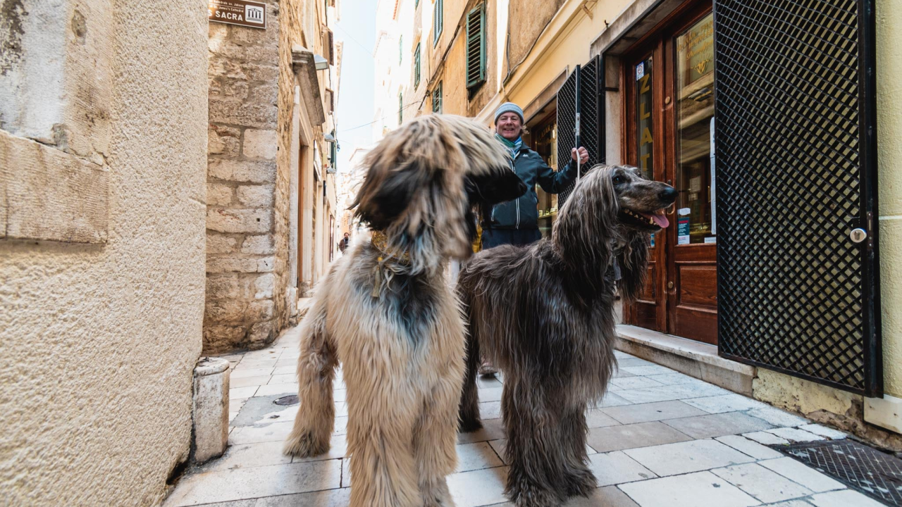 Kućni ljubimci utječu na bolje pamćenje u starijoj životnoj dobi