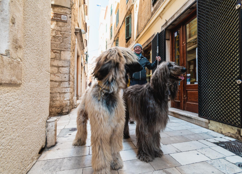 Kućni ljubimci utječu na bolje pamćenje u starijoj životnoj dobi