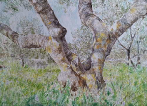 Nevena Petra Piližota na Cresu će predstaviti svoju izložbu 'Otok'