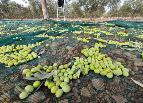Fotografija 9 - OPG Ivić od hobija postao obiteljski posao prepoznat u svijetu: 'Mnogo je truda i odricanja, ali priznanja daju vjetar u leđa'