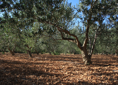 Fotografija 5 - OPG Ivić od hobija postao obiteljski posao prepoznat u svijetu: 'Mnogo je truda i odricanja, ali priznanja daju vjetar u leđa'