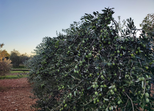 Fotografija 4 - OPG Ivić od hobija postao obiteljski posao prepoznat u svijetu: 'Mnogo je truda i odricanja, ali priznanja daju vjetar u leđa'