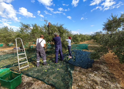 Fotografija 15 - OPG Ivić od hobija postao obiteljski posao prepoznat u svijetu: 'Mnogo je truda i odricanja, ali priznanja daju vjetar u leđa'