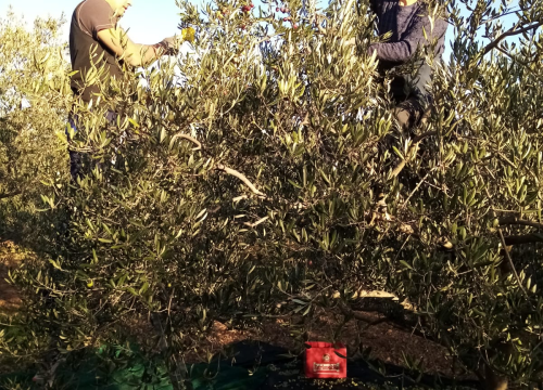 Fotografija 14 - OPG Ivić od hobija postao obiteljski posao prepoznat u svijetu: 'Mnogo je truda i odricanja, ali priznanja daju vjetar u leđa'