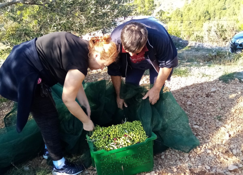Fotografija 11 - OPG Ivić od hobija postao obiteljski posao prepoznat u svijetu: 'Mnogo je truda i odricanja, ali priznanja daju vjetar u leđa'