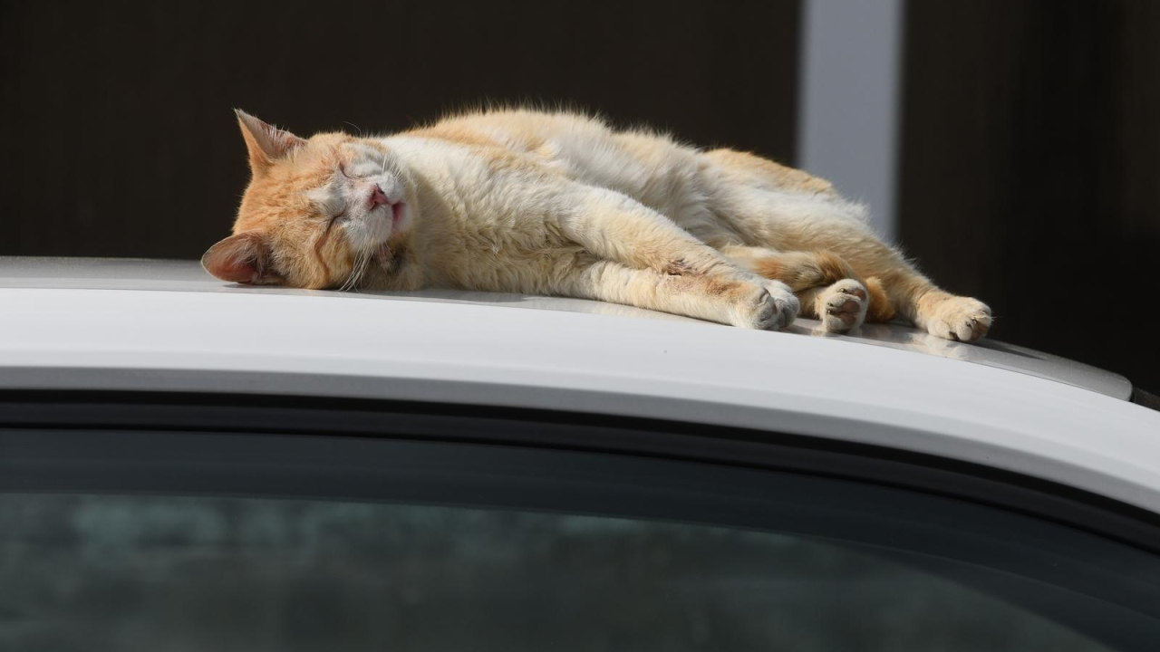 Mačka na vrućem limenom krovu, ali doslovno