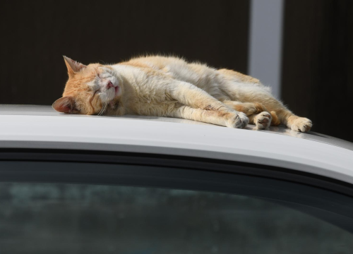 Mačka na vrućem limenom krovu, ali doslovno