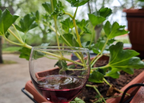 Fotografija 4 - Vinar Ivica Džapo: 'Promincima loza je u krvi, naš je debit uvijek bio prvi'