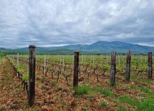 Fotografija 2 - Vinar Ivica Džapo: 'Promincima loza je u krvi, naš je debit uvijek bio prvi'