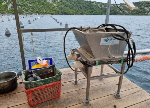 Fotografija 4 - Mile Ćoran, školjkar: 'Kad u nešto uložiš puno truda i ljubavi to će ti se višestruko isplatiti'