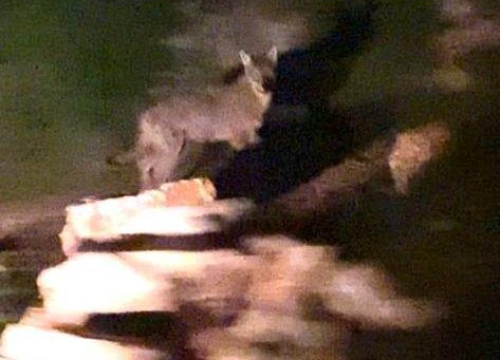 Lovac snimio vuka u Tisnom: Čeka se potvrda stručnjaka