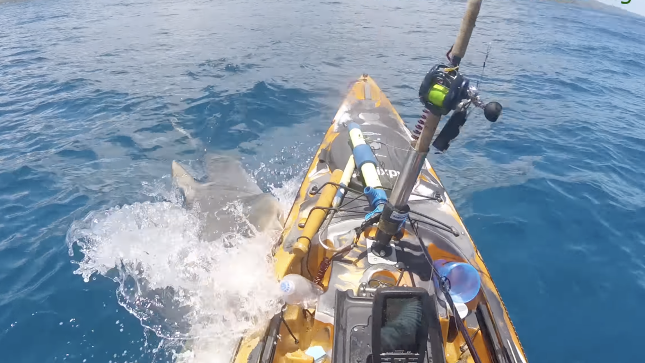 Stravičan prizor: Morski pas napao kajakaša dok je lovio ribu