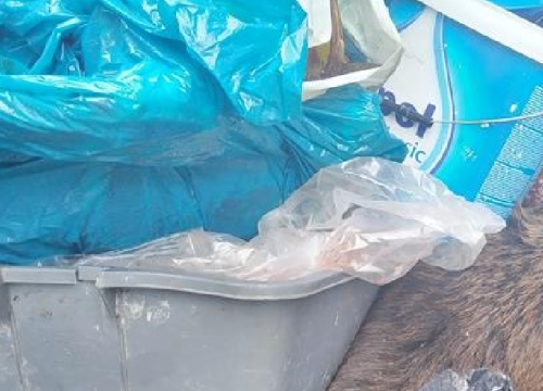 Uhvaćeni kod Drniša: Lovci ubili zakonom zaštićenog smeđeg medvjeda