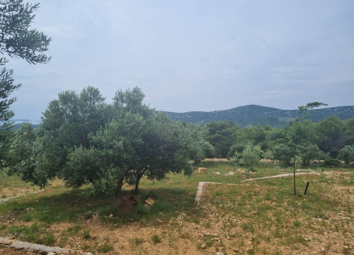 Fotografija 3 - Maslinar Šime Stipaničev: 'Uživamo u prirodi i imamo mali obiteljski hobi u kojem smo se svi pronašli'