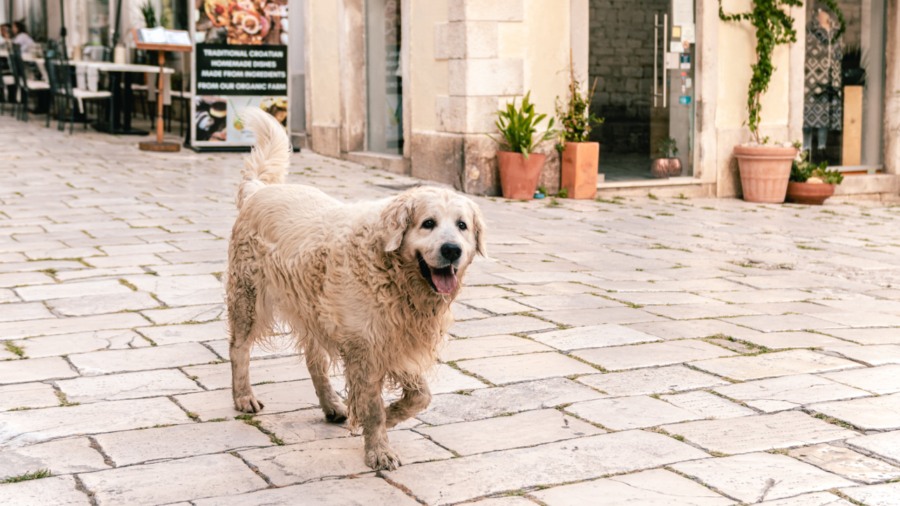 Jednostavan test otkriva je li vani prevruće da pas ide u šetnju