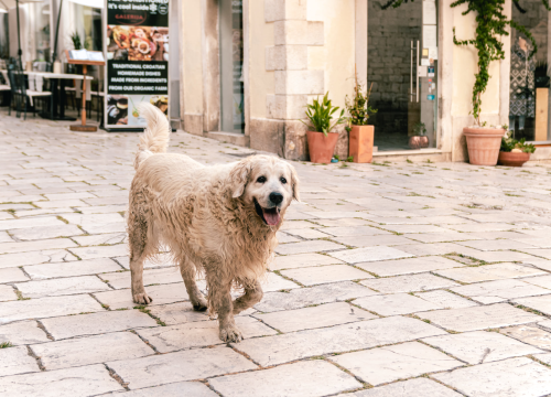 Jednostavan test otkriva je li vani prevruće da pas ide u šetnju
