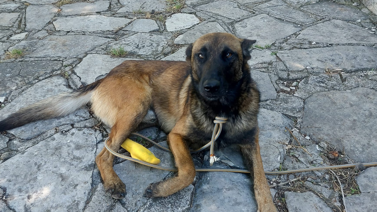 Mladi belgijski ovčar nađen u Kninu traži novi dom