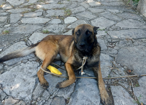 Mladi belgijski ovčar nađen u Kninu traži novi dom