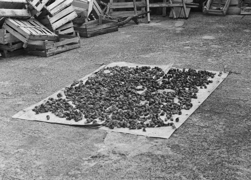 U Murteru otvorenje izložbe 'Štorije sa juga'