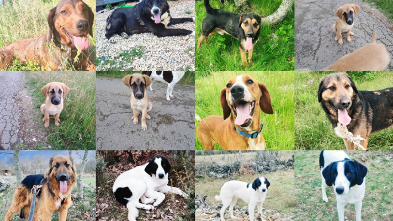 Željana se godinama brine za napuštene pse u Kninu, a sad je došla do ruba: 'Ne mogu više sama'