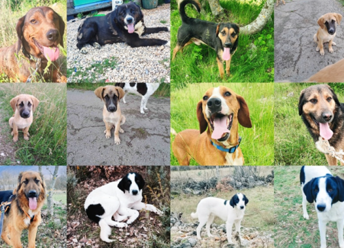 Željana se godinama brine za napuštene pse u Kninu, a sad je došla do ruba: 'Ne mogu više sama'