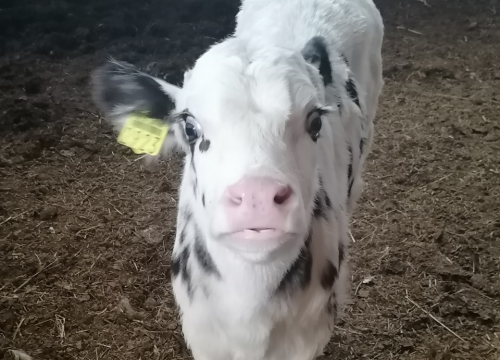 Fotografija 7 - Ivana se bojala buba, a danas u zaleđu Vodica ima ranč koji je u utrci za najbolji u Hrvatskoj