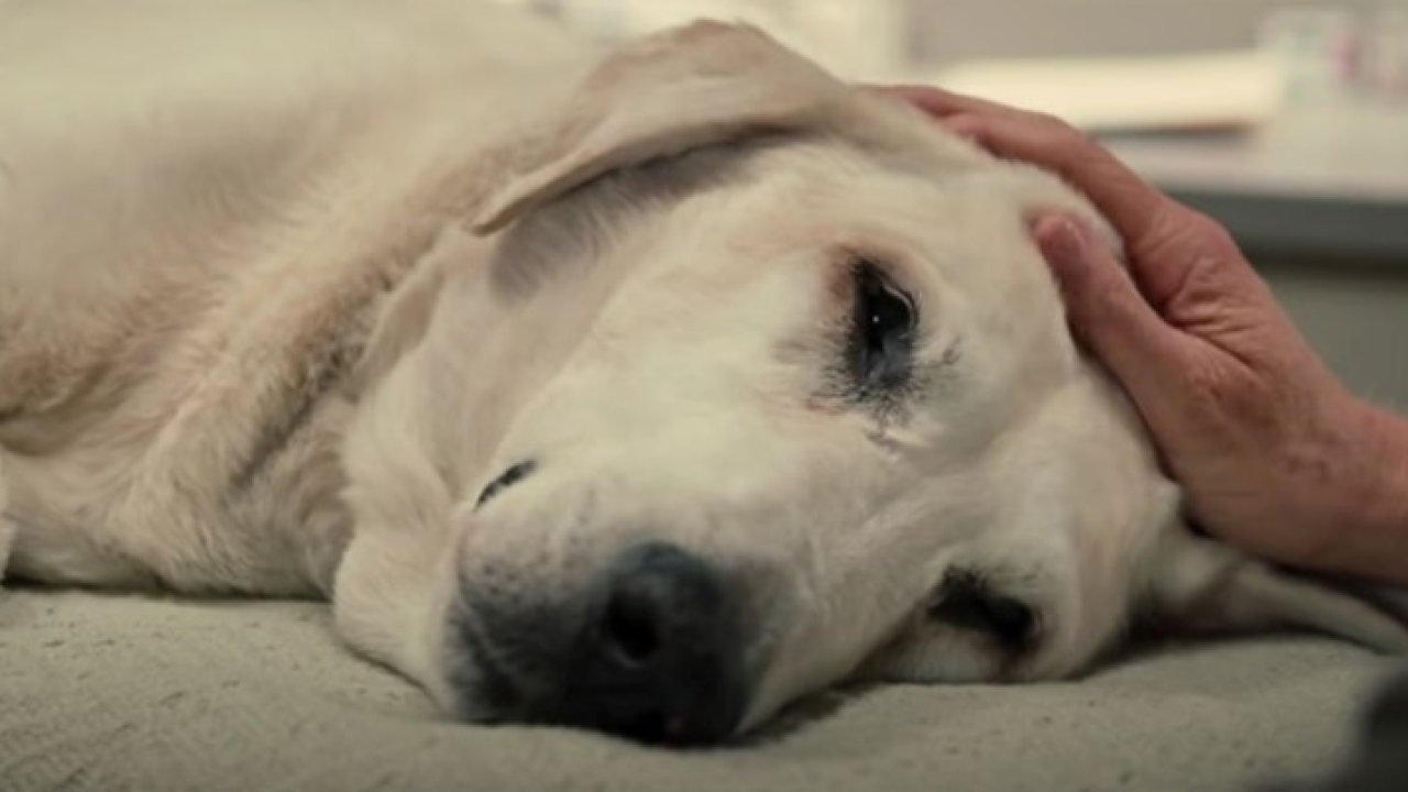 Dala otkaz jer joj šef nije htio dati slobodan dan da odvede psa na eutanaziju