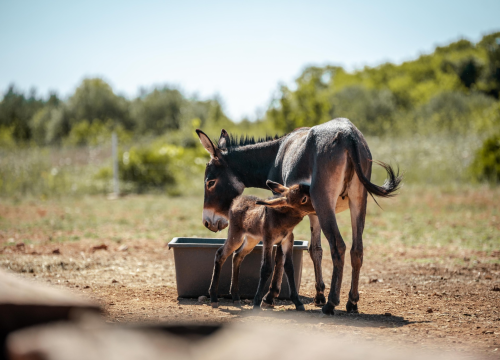 Fotografija 2 - Za magarce na farmi 'Ćušin raj' brine se cilo misto: 'Mještani donose hranu, a djeca zaborave na mobitele'