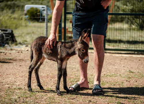 Fotografija 3 - Za magarce na farmi 'Ćušin raj' brine se cilo misto: 'Mještani donose hranu, a djeca zaborave na mobitele'