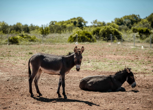 Fotografija 4 - Za magarce na farmi 'Ćušin raj' brine se cilo misto: 'Mještani donose hranu, a djeca zaborave na mobitele'